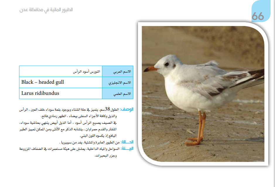 صورة