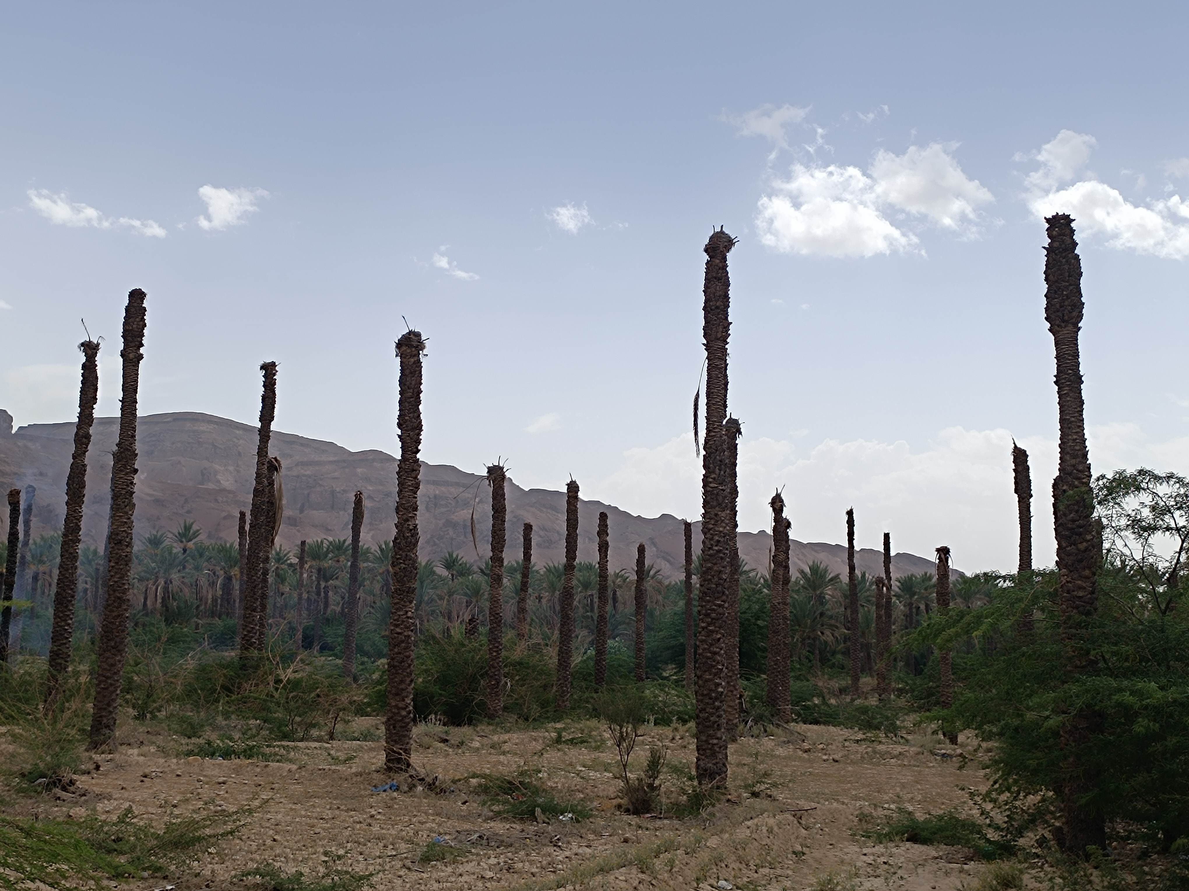 صورة