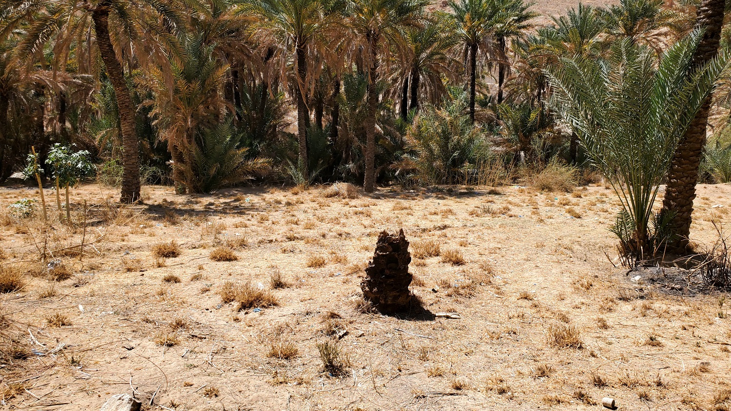 صورة