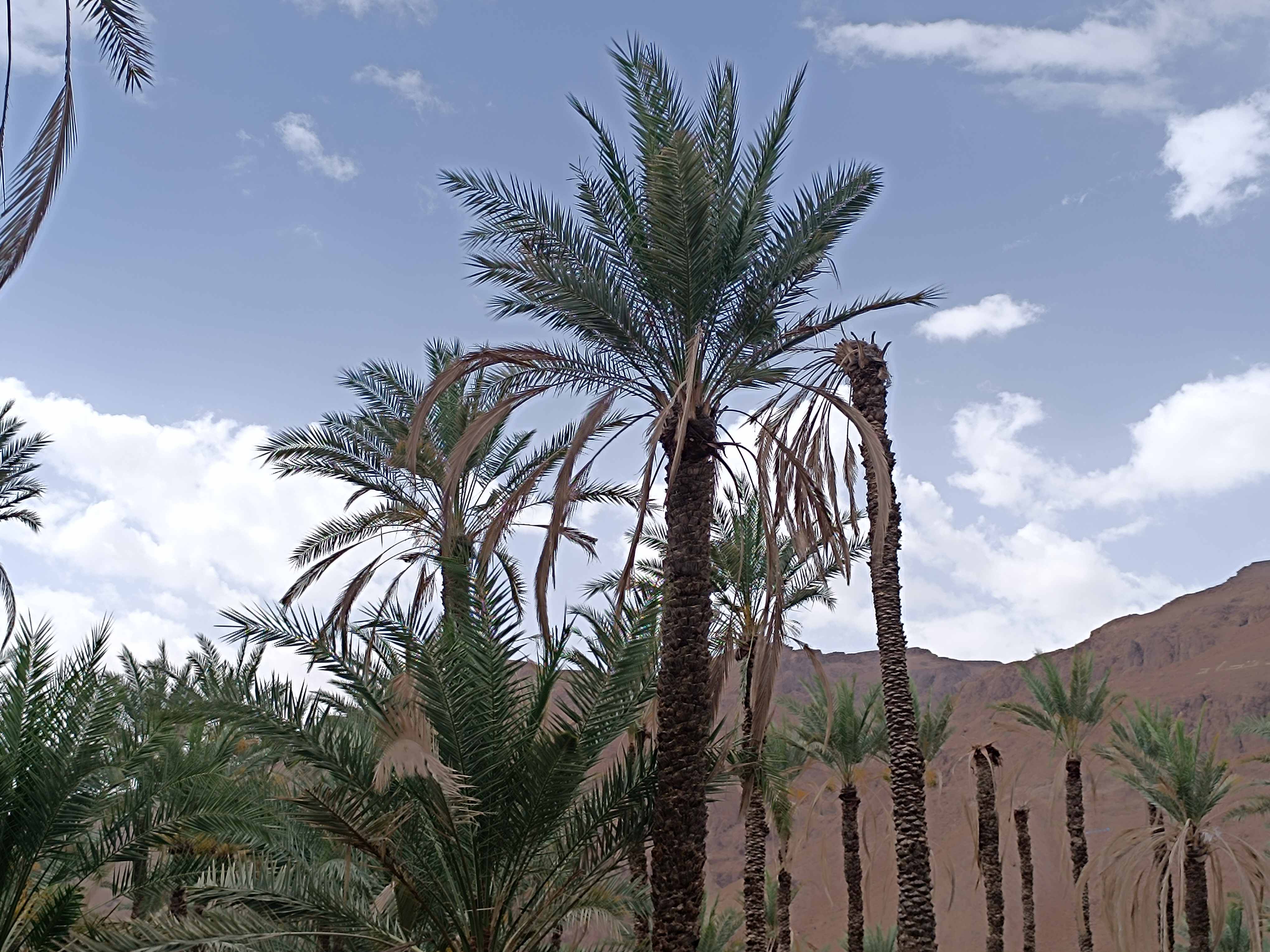 صورة