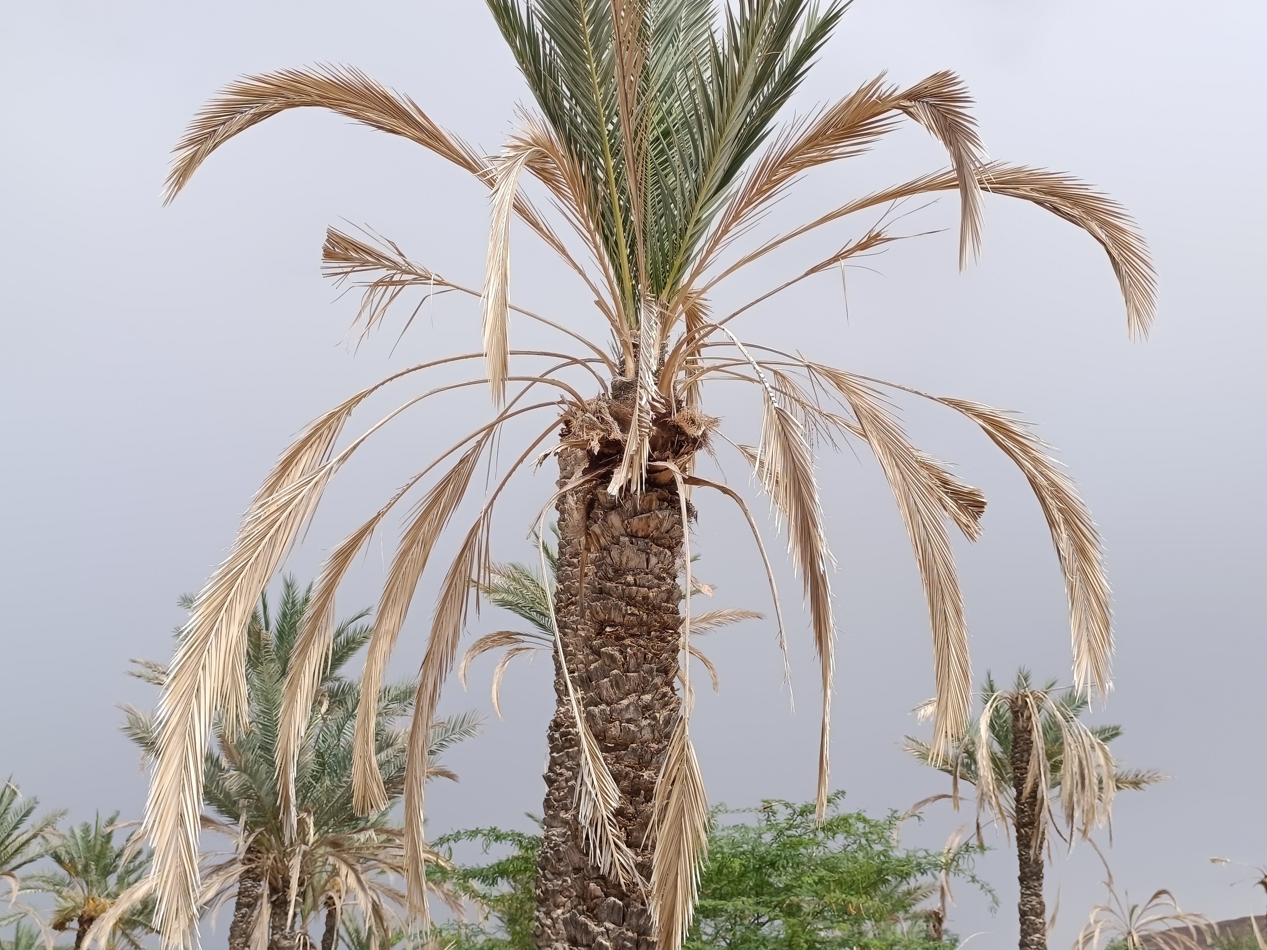 صورة