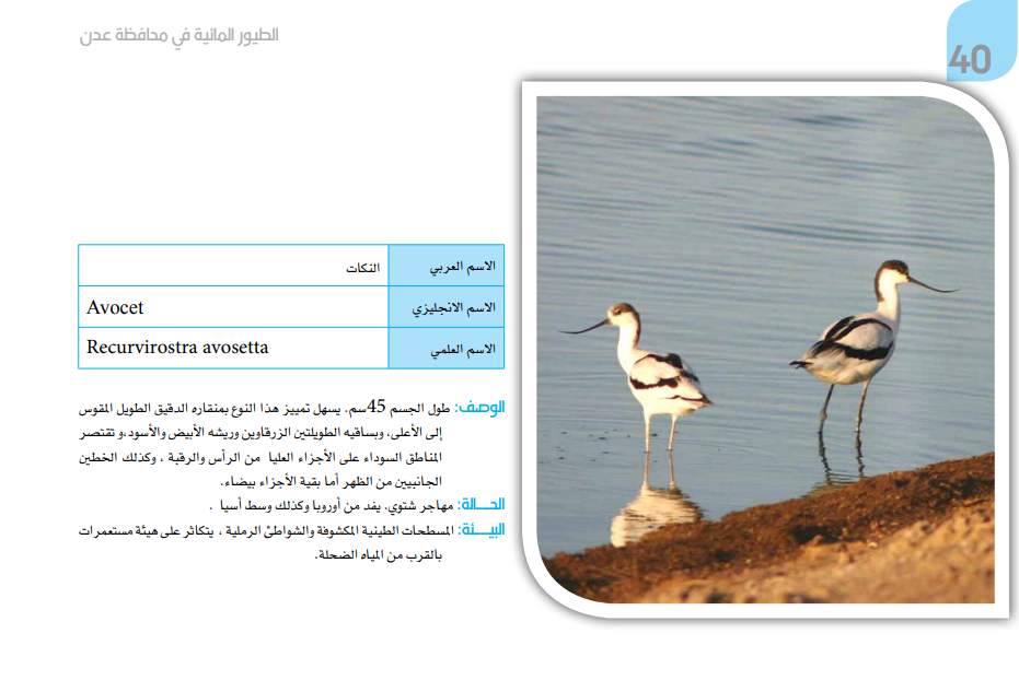 صورة