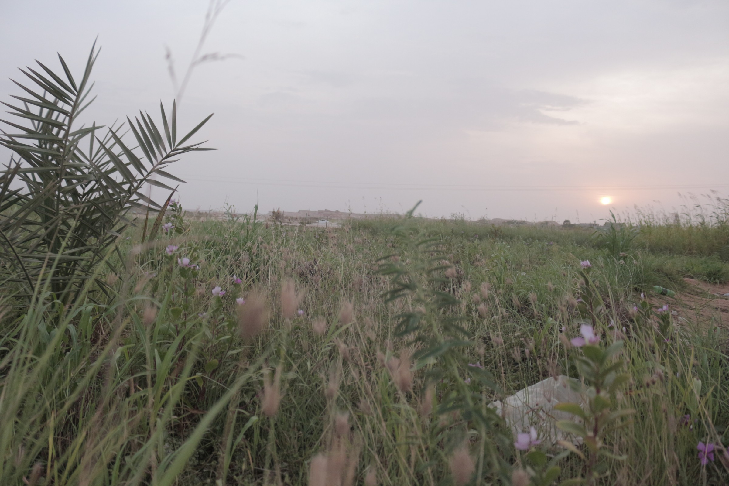 صورة