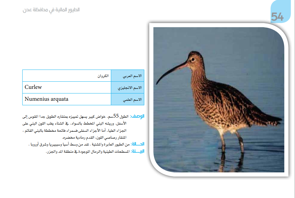 صورة