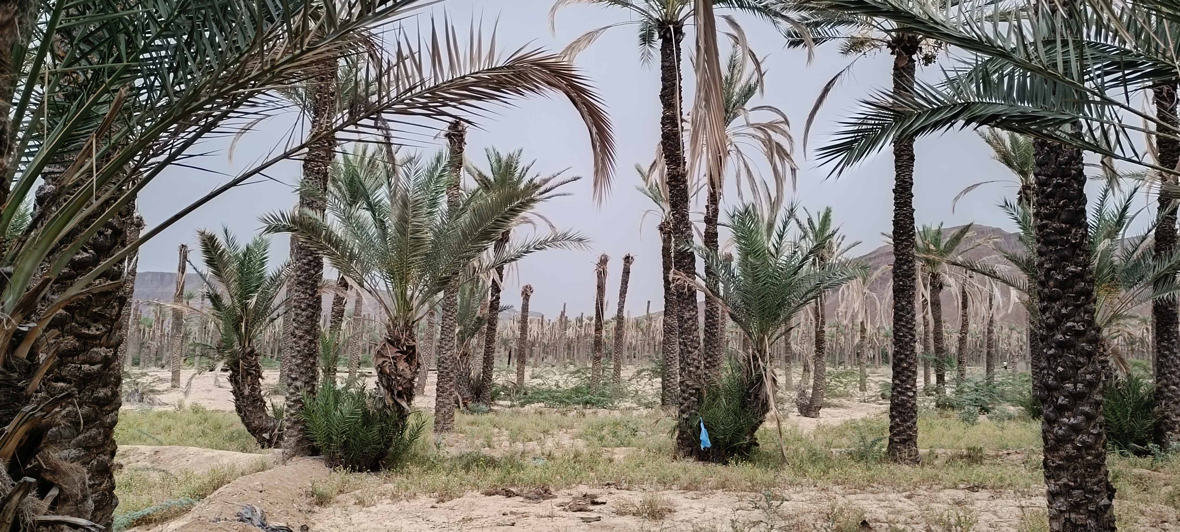 صورة